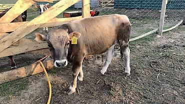 Коровы, быки: Продаю | Бык (самец) | На откорм — 17