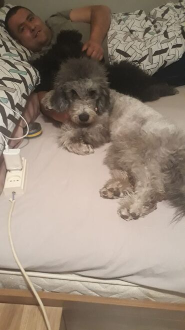 İtlər: Pudel, 10 ay, Erkek — 8