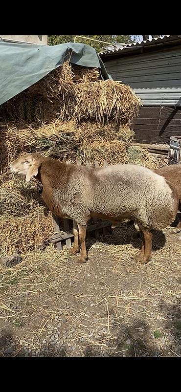 Продаю | Баран (самец) | Арашан | На забой, Для разведения, Для шерсти at lalafo.kg Продаю | Баран (самец) | Арашан | На забой, Для разведения, Для шерсти