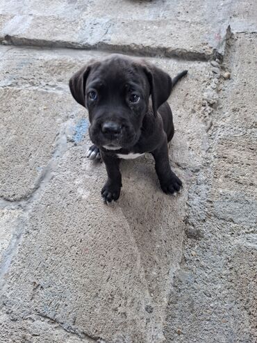 afcarka dişi: Kane-Korso, 1 ay, Dişi