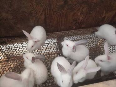 куплю крольчат: Продаю | Крольчата