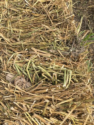 азелит цена бишкек: Продаю сено первый укос разнотравье 166 тюков с поля
