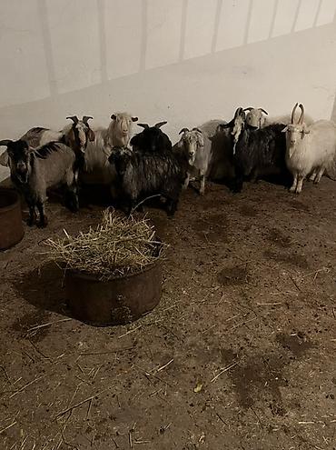 Козы, козлы: Продаю | Коза (самка) | Для разведения | Племенные — 6