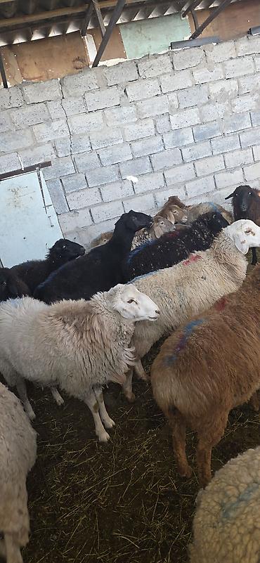 вислоухий кролик цена: Продаю | Овца (самка), Ягненок, Баран (самец) | На забой, Для разведения — 2