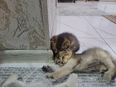 Pişiklər: Şotland yastı qulaq, Erkək, Dişi, Yaxşı əllərə, Ünvandan götürmə, Pulsuz çatdırılma, Ödənişli çatdırılma — 3