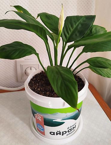 Денежное дерево: Денежное дерево отросток - 50 и 100 сом. Спатифилум, женское счастье — 8