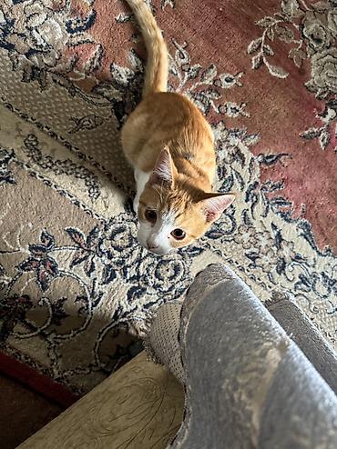 влажный корм для котят: 4 месяца, Мальчик, Приучена к лотку, Проглистована — 3