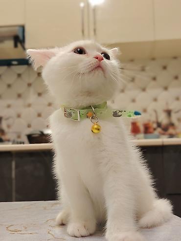 Pişiklər: Dişi -da lalafo.az — 2 Pişiklər: Dişi — 2