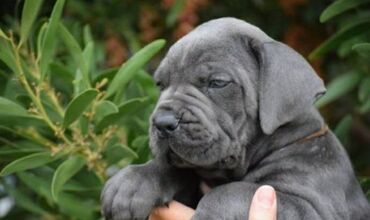 Psi: Ako tražite vernog člana porodice, obratite se nama i postanite — 16