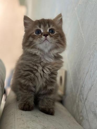 Pişiklər: Britan — 6