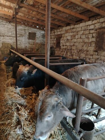 Inəklər, öküzlər: 6 baş dana satılır — 4