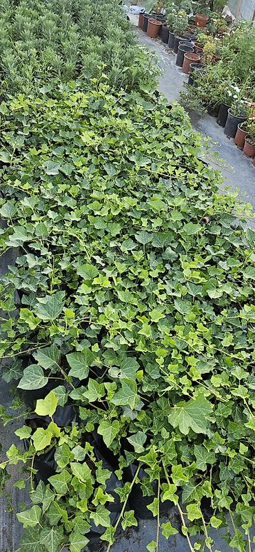 sarmaşıq: Hedera helix (Plyuş sarmaşığı) sürətlə yayılaraq səthləri bürüyən — 1