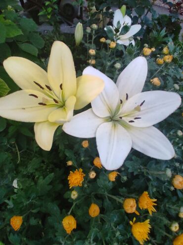 Садовые цветы и кустарники: Саженцы цветка: Флоксы — 10