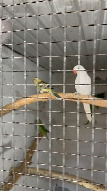 яица перепелки: В продаже Александрийские/ожереловые попугаи (Psittacula krameri) — — 3