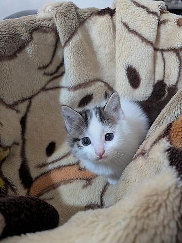 молоко для котят: 1 месяц, Девочка — 4