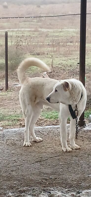 İtlər: Alabay, 8 ay, Erkek, Peyvəndli, Ödənişli çatdırılma — 3