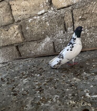 Heçbir problemi yoxdur tam sağlam tayı uçub tək qaldığı üçün satılır