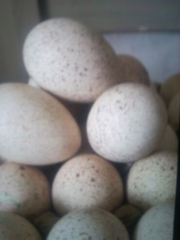 зоомагазин бишкек птицы: Продаю яицо индюка чорный принц и белая шырака грудка 60штук есть