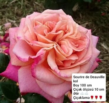 Şitillər: Sort qizilgul kollari ve sarmasanlarinin satişi .Ozumuz calaq yolunile -da lalafo.az — 15 Şitillər: Sort qizilgul kollari ve sarmasanlarinin satişi .Ozumuz calaq yolunile — 15