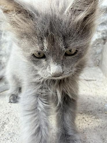 кошка крысолов: Беспородная, 2 месяца, Мальчик, Серый, Проглистована — 3