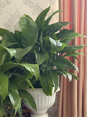 güll: Gül (Spathiphyllum – Sülh çiçəyi) satılır. - Dibində torpaq doludur — 1