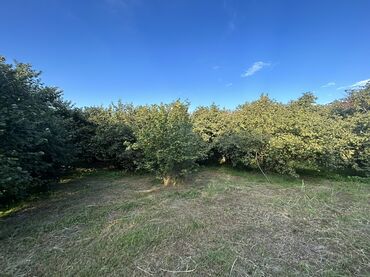 Kirayə torpaq sahələri: Kənd təsərrüfatı -da lalafo.az — 3 Kirayə torpaq sahələri: Kənd təsərrüfatı — 3