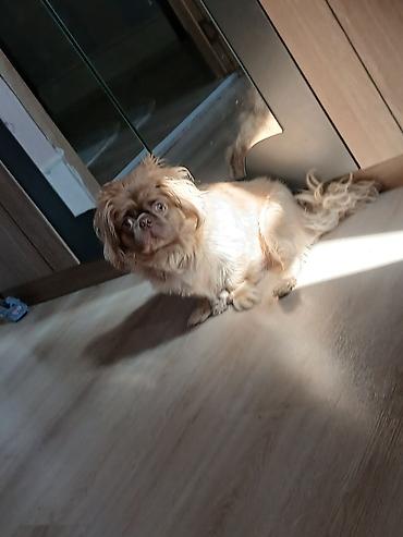 pulsuz it: Pekines — 4