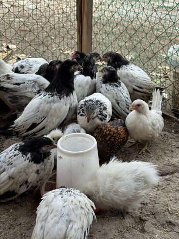 минеральная смесь для волнистых попугаев: По 250 сом только оптом