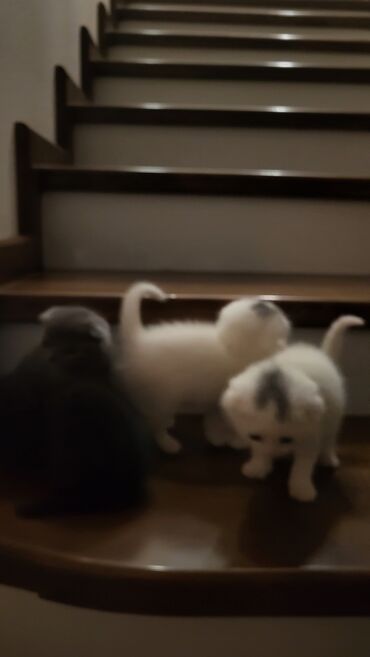 Pişiklər: Şotland yastı qulaq — 10