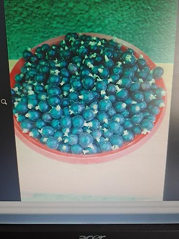 Смородина: Смородина — 11