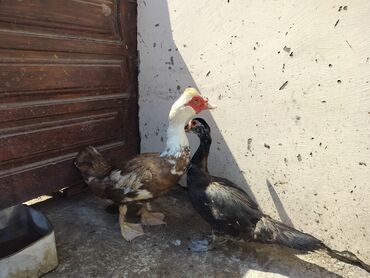 Коровы, быки: Самец, | Lal ordek, Для разведения, Самовывоз