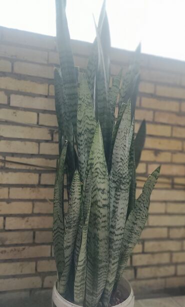 ud hindi bitkisi: Sansevieria (Qaynanadili) otaq bitkisi – iri ölçü hündürlüyü 1.15sm