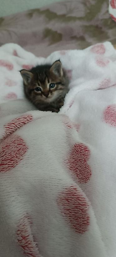 fermer kg: ,милый котенок мальчик, очень умненький,игривый, лоточек знаете на — 1