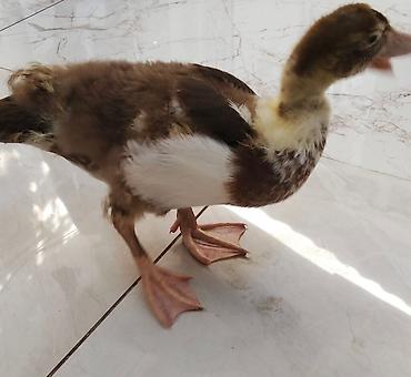 Kənd təsərrüfatı quşları: Salam balaca olanda uşaqçün almışdım.Şəraitim yoxdu satıram və ya — 2