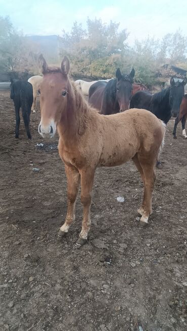 американский булли xl купить: Сатам | Тай | Көбөйтүү үчүн | Мерин