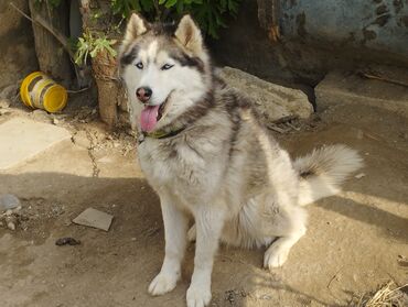 boyumuyen itler: Xaski, 3 il, Erkek, Peyvəndli, Ünvandan götürmə