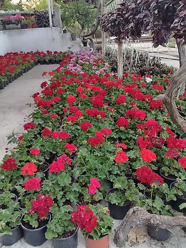 Çöl bitkiləri: Saksıda sardunya (geranium) çiçəkləri - Növ: Pelargonium (sardunya) – — 2