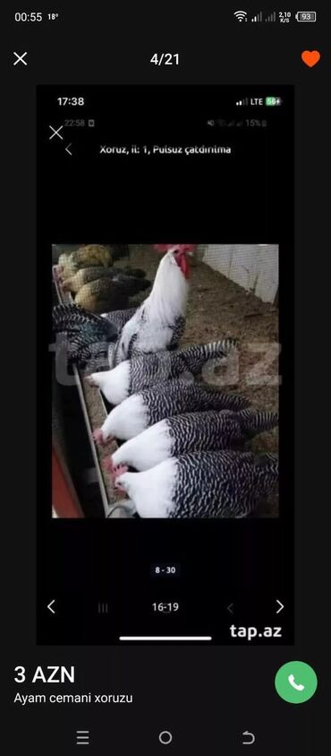 Xoruzlar: Tek 100 ayam zemani cut 200m .qap — 9