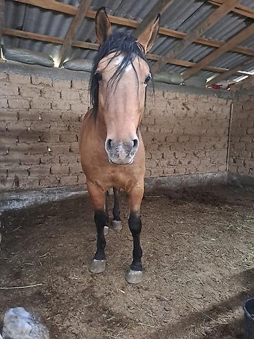 Лошади, кони: Продаю | Жеребец | Рабочий — 2