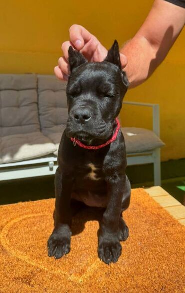 Psi: Cane corso, stenad 2 crne zenke i 2 sive zenke. Oštenjene 12.06.2025 na lalafo.rs — 3 Psi: Cane corso, stenad 2 crne zenke i 2 sive zenke. Oštenjene 12.06.2025 — 3