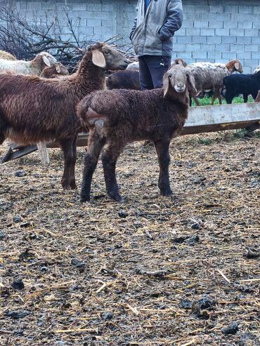 повара на дому: Требуется Пастух, Оплата Дважды в месяц