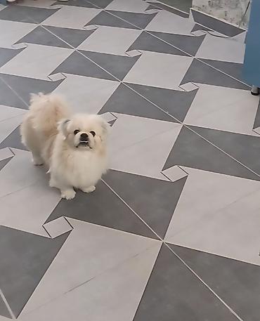 İtlər: Pekines, 1 il, Erkek, Cütləşmə üçün — 12