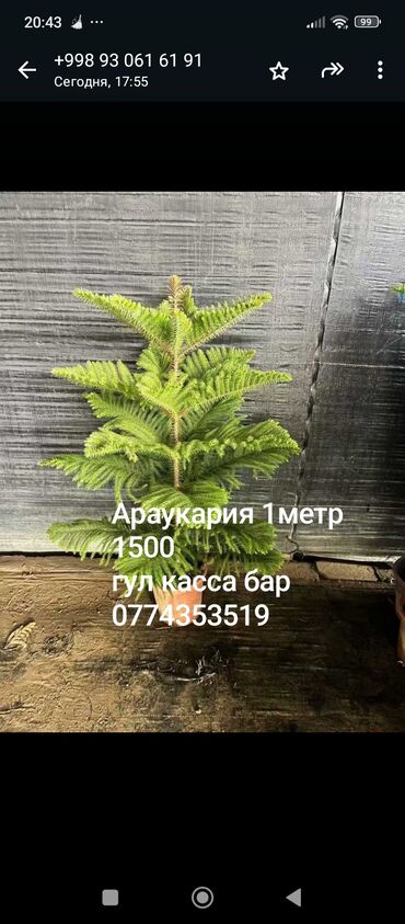 шкаф гардероб: Комнатные растения в горшках: - Пахира акватика с плетёным стволом