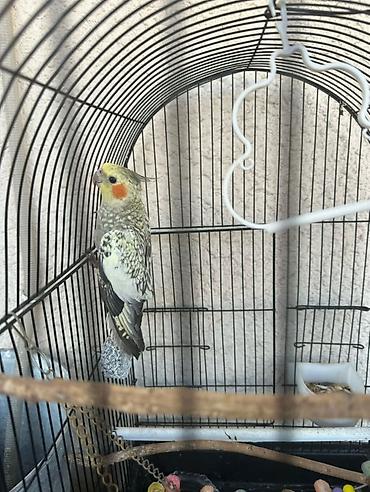 Heyvanlar: Real alana, qiymətdə razılaşmaq olar. Nimfa (Cockatiel) + qəfəs və — 1