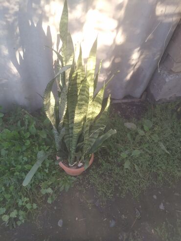 бамбук растения: Сансевиерия (Sansevieria, «щучий хвост», «тещин язык») в горшке. -