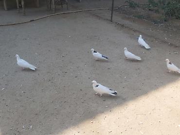 Göyərçinlər: Quşlar satilir komda satilir tək təkdə Hər quşun öz qiyməti var real — 2