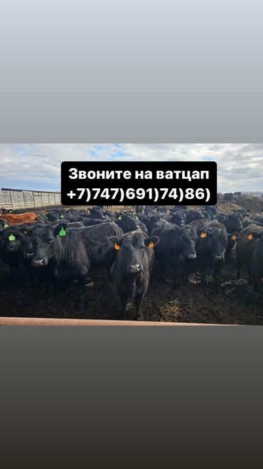 продаю бычки: Бычки телята тёлучки +7)747)691)74)86) вотсап Бычки телята тёлки