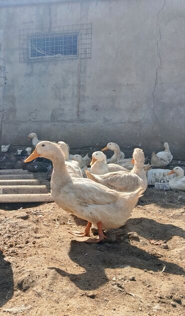 Digər quşlar: Satılır: Pekin sortu ördəklər ✅ Sağlam, təmiz və tez inkişaf edən