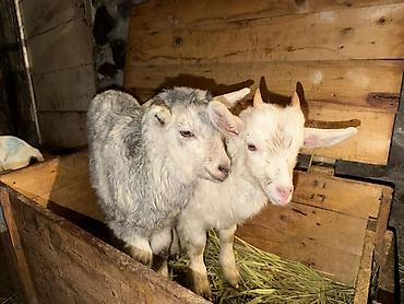 Козы, козлы: Продаю | Козлёнок | Для разведения — 10
