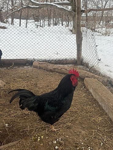 Куры, петухи: Продаю | Петух | Для разведения — 1